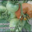 ROSII DE COCIU, 25 seminte...