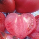 ROSII SGT PEPPER, 50 semințe - Img 2
