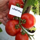 ROSII TARANESTI - 100 sem./plic (mai multe detalii...) - Img 5