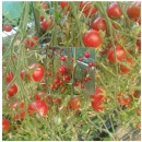 CHERRY PRUNIȘOARĂ MICi, 100 semințe - Img 4