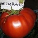 ROSII DE TIGANESTI, 50 semințe
