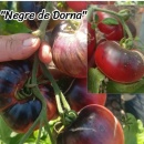 ROSII NEGRE DE DORNA, 25 semințe