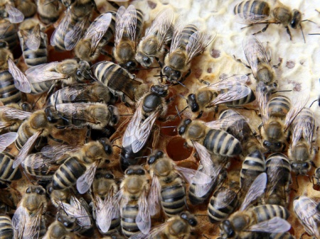 matci fecundate (sau imperecheate), selectionate in 2021 de vanzare, cu livrare oriunde - Img 2
