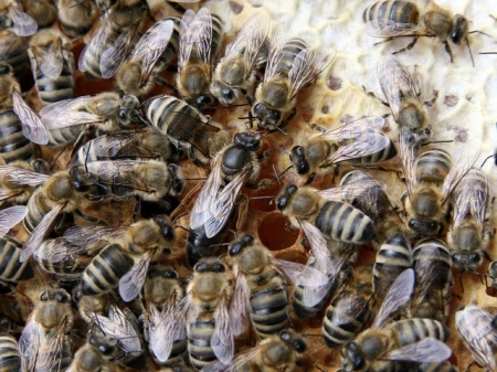 matci fecundate (sau imperecheate), selectionate in 2021 de vanzare, cu livrare oriunde - Img 2