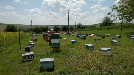 matci fecundate (sau imperecheate), selectionate in 2021 de vanzare, cu livrare oriunde - Img 4