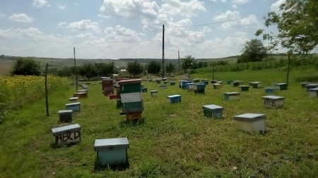 matci fecundate (sau imperecheate), selectionate in 2021 de vanzare, cu livrare oriunde - Img 4