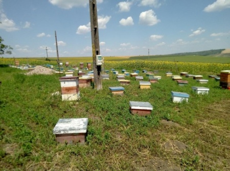 matci fecundate (sau imperecheate), selectionate in 2021 de vanzare, cu livrare oriunde - Img 5