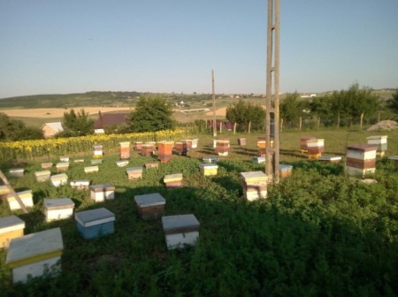 matci fecundate (sau imperecheate), selectionate in 2021 de vanzare, cu livrare oriunde - Img 6