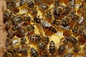 Carpathian Mated Queens