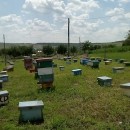 matci fecundate (sau imperecheate), selectionate in 2021 de vanzare, cu livrare oriunde