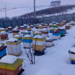 Family bees