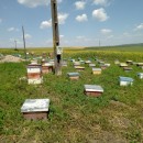 matci fecundate (sau imperecheate), selectionate in 2021 de vanzare, cu livrare oriunde