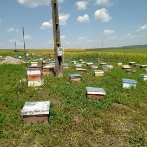 matci fecundate (sau imperecheate), selectionate in 2021 de vanzare, cu livrare oriunde - Img 5
