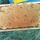 Roi de albine de vanzare disponibili la livrare prin curierat 2021 Oriunde in Romania, pachete a cite 2