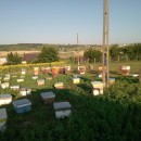 matci fecundate (sau imperecheate), selectionate in 2021 de vanzare, cu livrare oriunde