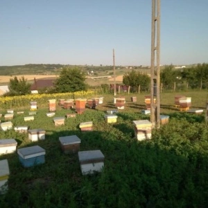 matci fecundate (sau imperecheate), selectionate in 2021 de vanzare, cu livrare oriunde - Img 6