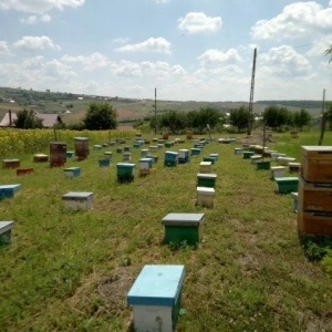 matci fecundate (sau imperecheate), selectionate in 2021 de vanzare, cu livrare oriunde
