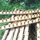 Botci capacite= mature (cu 2 zile inainte de ecloziune) livrate la dumneavoastra in stupina, de la 16.62 RON botca livrata la dv in stupina