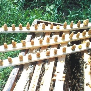 Botci capacite= mature (cu 2 zile inainte de ecloziune) livrate la dumneavoastra in stupina, de la 16.62 RON botca livrata la dv in stupina