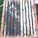 Swarm= Essaim delivered to any point of Europpe