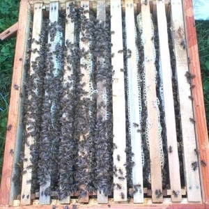 Swarm= Essaim delivered to any point of Europpe