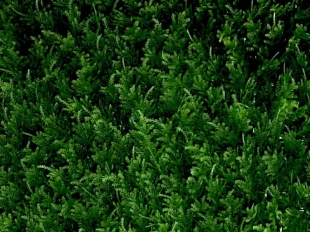 VV 9003 GreenWall Thuja japonez-perete verde artificial 0,5mx0,5m - Img 2