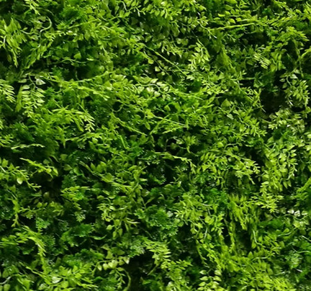 VV 6117 GreenWall Asplenium-perete verde artificial 1x1m - Img 2