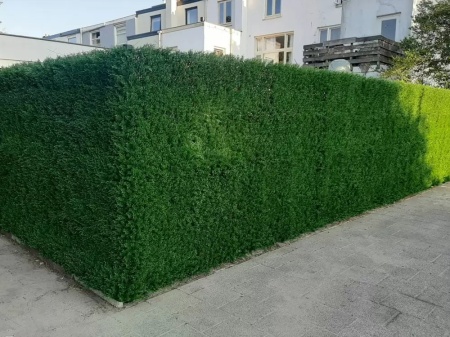 VV 9003 GreenWall Thuja japonez-perete verde artificial 0,5mx0,5m - Img 4