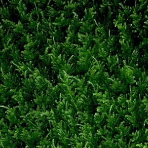 VV 8047 GreenWall Thuja japonez-perete verde artificial 0,5mx0,5m - Img 2