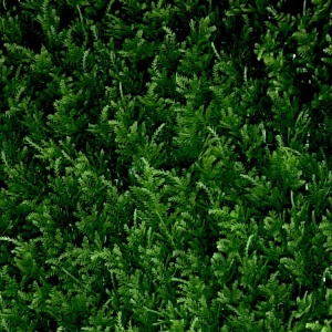VV 9003 GreenWall Thuja japonez-perete verde artificial 0,5mx0,5m - Img 2