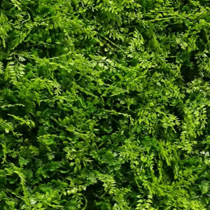 VV 6117 GreenWall Asplenium-perete verde artificial 1x1m - Img 2