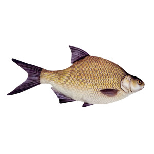 Perna Energo Team Platica, 34 cm