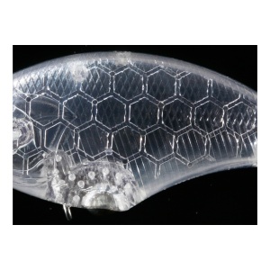 Vobler OSP Blitz Max, Mat Chart Back Real Gill, 6.2cm, 12.5g - Img 4