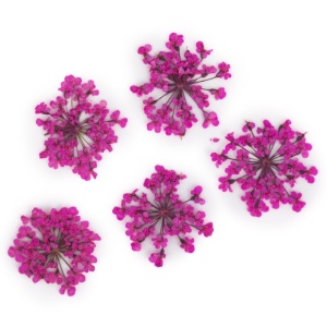 Set flori uscate Nail Art Pink