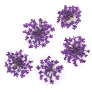 Set flori uscate Nail Art Purple