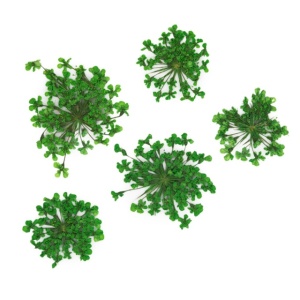 Set flori uscate Nail Art Green