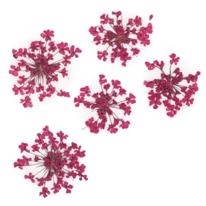 Set flori uscate Fuchsia