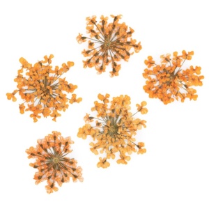 Set flori uscate Nail Art Orange