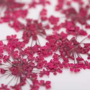 Set flori uscate Fuchsia