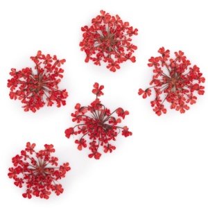 Set flori uscate Nail Art Red