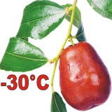 JUJUBE