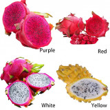 DRAGON FRUIT