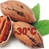 NUC PECAN (altoit)