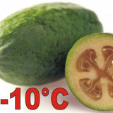 FEIJOA
