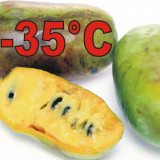BANANA NORDULUI (altoit)