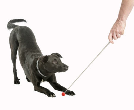 Bat dresaj pentru caini, The Company of Animals Target Stick - Img 4