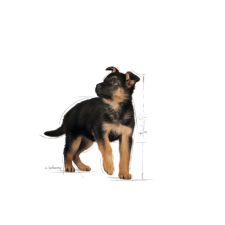 Hrana umeda pentru caini, Royal Canin, Maxi Puppy, 140 G - Img 2