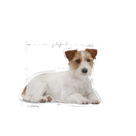 Hrana umeda pentru caini, Royal Canin, Mini Ageing, 85G - Img 3