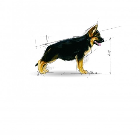 Hrana uscata pentru caini, Royal Canin, Maxi Puppy, 4 Kg - Img 2