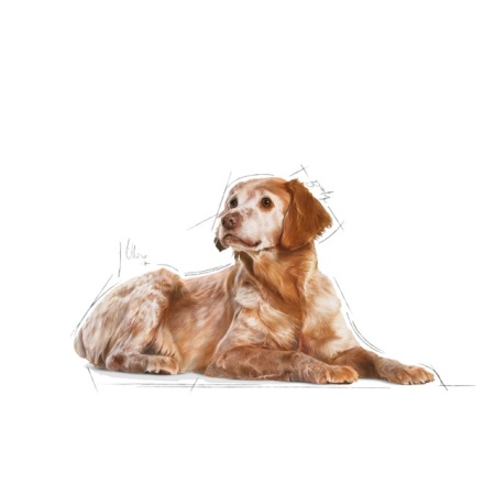 Hrana umeda pentru caini, Royal Canin, Medium Ageing, Box 10 x 140g - Img 4